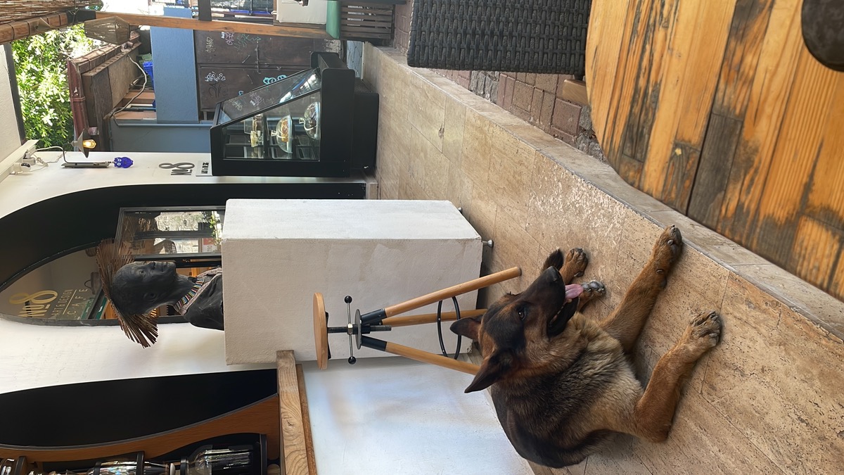 Dog at No.8 Cafe Dalyan